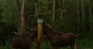 PILTUUDIS! Põdralehm on ametis järglastega, pullil on näha sarvekasvu