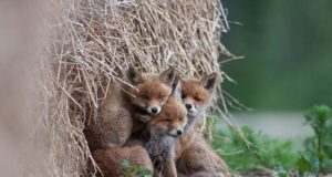 Terved linnu- ja loomapojad ei vaja inimese abi