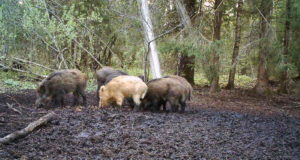 PILTUUDIS! Viljandi valge metssiga näitas end taas
