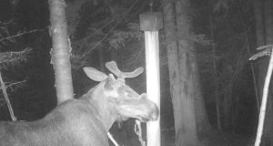 Piltuudis: Sarved aina kasvavad