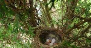 Arvamusfestivalil arutletakse, kuidas saavutada pesitsusrahu Eesti metsades