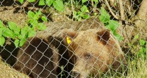 Vene mõmmik käis taas Valgamaal koduõuel