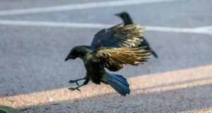 Pooleteist kuuga on liikluses hukkunud üle 100 linnu