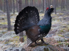 Riigimetsas leiti neli uut metsise mängupaika