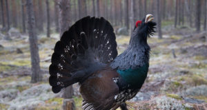 Riigimetsas leiti neli uut metsise mängupaika