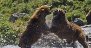 Rumeenias on tõsine probleem karudega, millele valitsus pole seni reageerinud