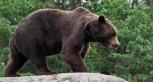 Karu rebis matkaja jala lõhki