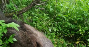 Kaelusega põdrapull hukkus liiklusõnnetuses