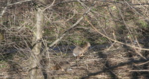 Leili metsalood: Metsloomade vilgas elu põllu- ja metsateedel