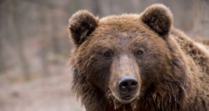 Venelane leiti koopast, kus karu teda kinni hoidis