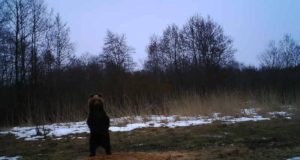 Kiviõli laste rajakaamera sai karu videole!