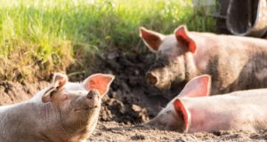 Seakatk laastab taas Poolat