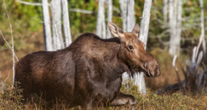 Novembris toimuvad taas põdrapäevad