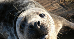 Ablas hiigelhüljes õgis end mõrras surnuks