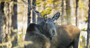 Põdrapäevad on tulekul