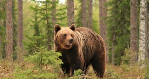 Proša on turvaliselt Tallinna loomaaias.