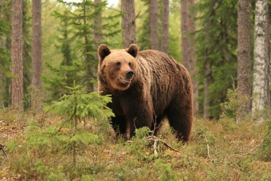 Jahimees: noortele karudele metsas ruumi ei jagu