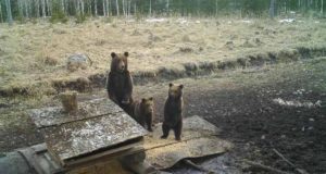 Vikerraadio uuris ulukiasurkondade seisundi kohta