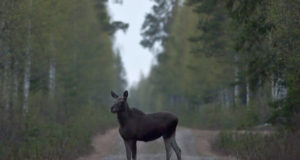 Mahukas uuring selgitas välja loomade liikumisteed Tallinnas