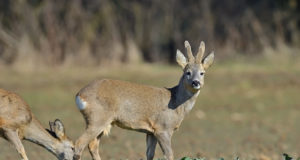 EJSi presidendi pöördumine seoses jooksva jahiaastaga