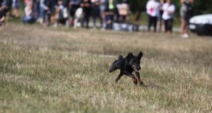 Eestis levib koerte katk