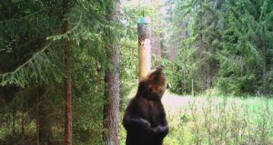 TV3 võttis fookusesse karuarvukuse