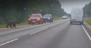 VIDEO: Vene karu pani Valga lähedal liikluse seisma