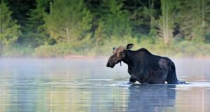 Kuidas valmis ulukiseirearuanne?