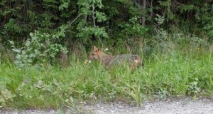Soome poliitkud nõuavad Eestist tulnud noorlooma tapmist!