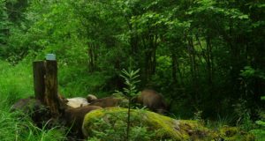 Metssigade küttimine on tänavu olnud tagasihoidlik