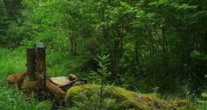 PILTUUDIS: Soolakul käib palju ulukeid