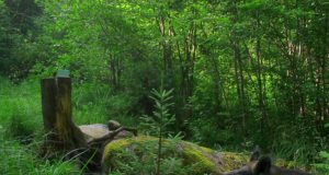 SAK levik nõuab kiiret tegutsemist – organisatsioonid pöördusid riigi poole