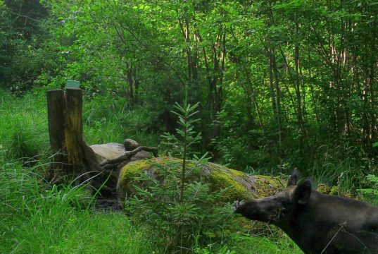 SAK levik nõuab kiiret tegutsemist – organisatsioonid pöördusid riigi poole