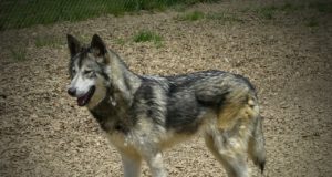 Soomes likvideeriti illegaalne hundikasvatus