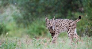 Inimene on seadnud maailmas ohtu üle 100 000 liigi