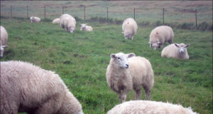 Murdmiste rekordaasta. Hundid söönud, lambad läinud, hüvitist ei saa