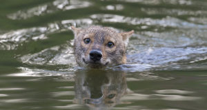 Vormsilased hädas šaakalitega. Flickr foto