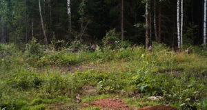 Poisikesed kohtusid Paides ilvesega