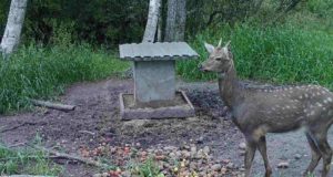 Täna hommikul jäi Meeksi jahipiirkonnas rajakaamera pildile tähnikhirv.