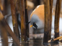 Ajakiri Eesti Loodus kutsub osalema 20. fotovõistlusel Eesti Looduse fotovõistluse võitis pilt roohabekast. Foto Eesti Loodus kodulehelt