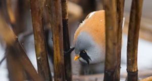 Ajakiri Eesti Loodus kutsub osalema 20. fotovõistlusel Eesti Looduse fotovõistluse võitis pilt roohabekast. Foto Eesti Loodus kodulehelt