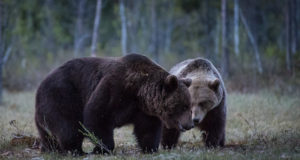Suurendati pruunkarude küttimismahtu 27.09 seisuga