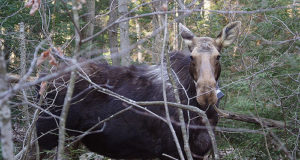 VIDEO! Põdrad metsaveerel