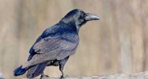 Keskkonnaamet: ronkasid võib lasta, kuid raiped peab üles riputama