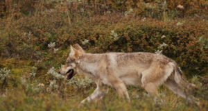Hundiküttimislubade hulka suurendati taas, kuid jahtida ei saa
