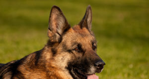 Peipsiääre vallas läks kaduma koer