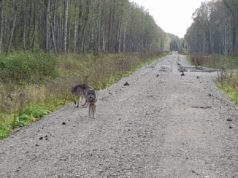 Arvamus: Miks need hundid koeri ründavad?