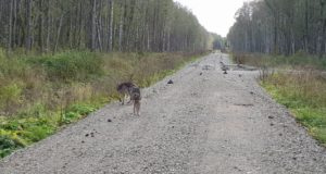 Vormsi hundijaht on õppetund nii osalejatele kui ka huntidele