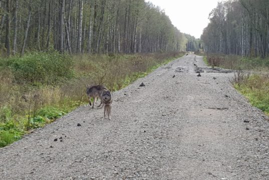 Arvamus: Miks need hundid koeri ründavad?