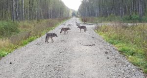 Viljandimaal nähti liikumas hundikarja